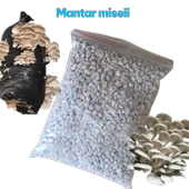 2 kg İstiridye mantar tohumu thumbnail 1