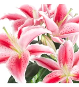 Lilium 'Sunny Robyn' (Lilyum Çiçeği) thumbnail 2