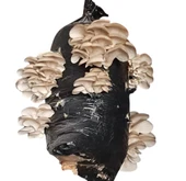 2 kg İstiridye mantar tohumu thumbnail 2