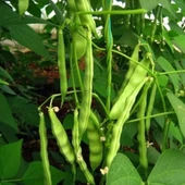 Yerli Doğal İspir Fasulye Tohumu 50 Adet Tohum thumbnail 3