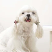 M-Pets Glam Çiçekli Kedi ve Köpekler İçin Aksesuar Toka Pembe Beyaz thumbnail 3