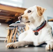 Takip Cihazı Tag Yüksek Hassasiyetli Takip Cihazı Apple-Android -ios Cİhazlar İle Uyumlu thumbnail 3