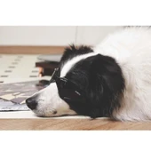 M-Pets Sunny Trailblazer Köpek Gözlüğü Siyah thumbnail 3