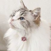 M-Pets Glam Çiçekli Kedi ve Köpekler İçin Aksesuar Toka Pembe Beyaz thumbnail 4