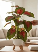 Yapay Çiçek Salon Bitkisi Kızıl Difenbahya 70cm 18 Yaprak Beyaz Zigon Saksıda thumbnail 1
