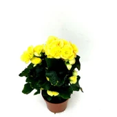 Begonya Çiçeği Fidanı Sarı 10-20 cm thumbnail 1