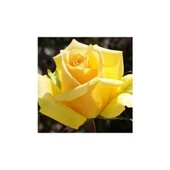 Sarı Gül Fidanı Saksıda thumbnail 1