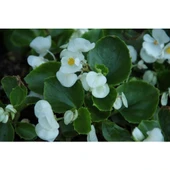 Beyaz Şeker Begonya Çiçeği Fidanı Saksılı 10-20 cm thumbnail 3