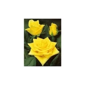 Sarı Gül Fidanı Saksıda thumbnail 2