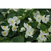 Beyaz Şeker Begonya Çiçeği Fidanı Saksılı 10-20 cm thumbnail 1