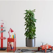 Saksılı Bitki Tasarımlı Yapışkanlı Sticker Resim 90*30 cm (5284) thumbnail 1