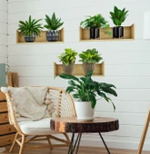 Raflı Bitki Tasarımlı Yapışkanlı Sticker 20*30 cm 3lü Set (5284) thumbnail 2