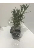 Saksı Tipi Lavanta Fidanı 1 Adet 10-20 Cm Intermedia thumbnail 1