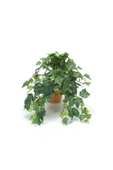 Hedera Helix Sarmaşığı Saksı Ofis Ev ve Balkon Bitkisi thumbnail 1