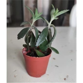 Aşkın Gözyaşı Fidesi 10-20 cm thumbnail 1