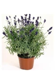 Lavanta Çiçeği Fidanı 10-20  cm thumbnail 2