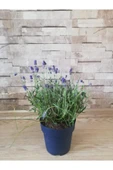 Lavanta Çiçeği Fidanı 10-20  cm thumbnail 2