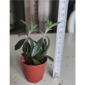 Aşkın Gözyaşı Fidesi 10-20 cm thumbnail 2