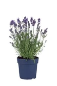 Lavanta Çiçeği Fidanı 10-20  cm 4 Adet thumbnail 2