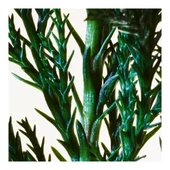 Bottega Veneta Parco Palladiano II Cipresso Edp 100 Ml Unisex Parfüm thumbnail 3