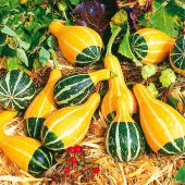 Yerli Küçük Ampul Süs Kabağı Tohumu 10 Adet thumbnail 1