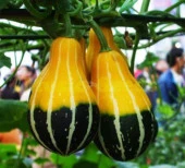 Yerli Küçük Ampul Süs Kabağı Tohumu 10 Adet thumbnail 3