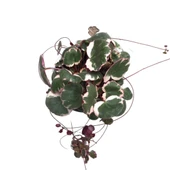 Saxifraga Stolonifera 'Tricolor' (Gelin Teli Çiçeği) thumbnail 2