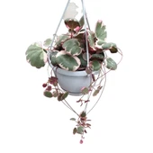 Saxifraga Stolonifera 'Tricolor' (Gelin Teli Çiçeği) thumbnail 1