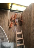 BİŞKİN 1,5m.x1,5m.  Eber Gölünden Sazlık Kamış Hasır Çit Bambu Dekorasyon, Bahçe Çiti , Balkon , Çiti thumbnail 3