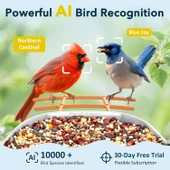 Peckcam Akıllı Kuş Yemliği, Kamera, 2K Canlı Gerçek Zamanlı Uyarı - Turuncu thumbnail 3