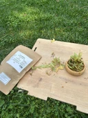 Tıbbi Bitki Çayları Set 1 ( Ekinezya, Adaçayı, Ihlamur, Civanperçemi, Kırkkilit otu) thumbnail 5