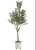 Yapay Zeytin Ağacı 185cm Doğal Görünümlü Yapay Ağaç Beyaz 25cm Zigon Saksıda thumbnail 1