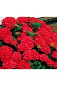 Kırmızı Ortanca Fidanı 10-20 cm thumbnail 2