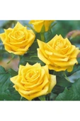 Açık Sarı Yediveren Sarı Sarmaşık Gül Fidanı 10-20 cm thumbnail 1