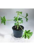 Pelargonium Graveolens - Itır Bitkisi Mis Kokulu (8.5 cm Saksıda) thumbnail 2