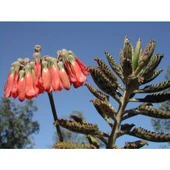 Aşkın Gözyaşı Çiçeği Fidesi 10-20 cm thumbnail 2