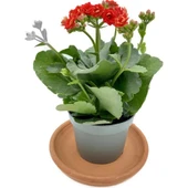 Kalanchoe (Kalanşo) Çiçeği Fidanı Kırmızı 10-20 cm thumbnail 1