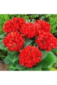 Kırmızı Ortanca Fidanı 10-20 cm thumbnail 1