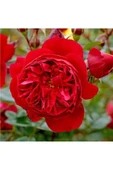 Saksıda Yediveren Kırmızı Sarmaşık Gül Fidanı 10-20 cm thumbnail 1