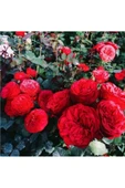 Saksıda Yediveren Kırmızı Sarmaşık Gül Fidanı 10-20 cm thumbnail 3