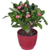 Dikenler Tacı Çiçeği Fidanı Pembe 10-20 cm thumbnail 1