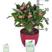 Dikenler Tacı Çiçeği Fidanı Pembe 10-20 cm thumbnail 3