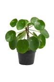Pilea Peperomioides Çin Para Ağacı - Ev Ofis Salon Iç Mekan Bitkisi thumbnail 1