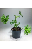 Pelargonium Graveolens - Itır Bitkisi Mis Kokulu (8.5 cm Saksıda) thumbnail 1
