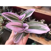 Tradescantia Nanouk Pembe Telgraf Çiçeği 10-20 cm thumbnail 1