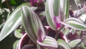 Pembe Telgraf Çiçeği Fidanı Tradescantia Nanouk 10-20 cm thumbnail 3