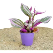 Telgraf Çiçeği Fidanı 10-20 cm thumbnail 1