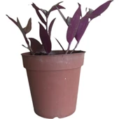 Telgraf Çiçeği-Tradescantia Küçük Boy 10-20 cm thumbnail 1