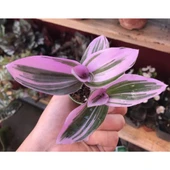 Tradescantia Nanouk Pembe Telgraf Çiçeği 10-20 cm thumbnail 2