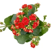 Kalanchoe (Kalanşo) Çiçeği Fidanı Kırmızı 10-20 cm thumbnail 2